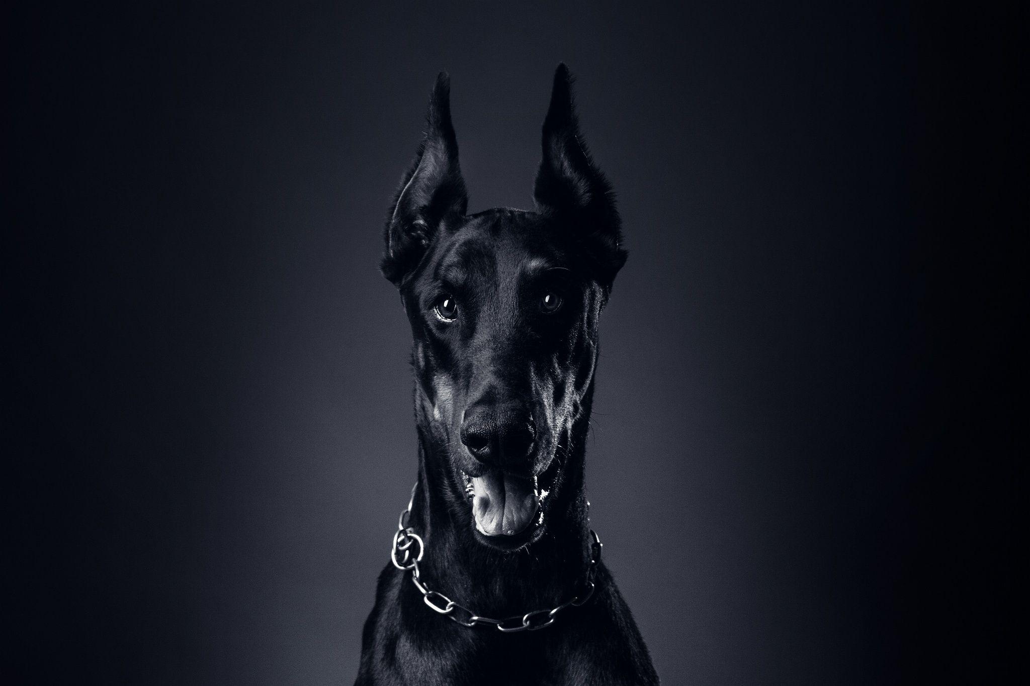 Doberman Wallpaper