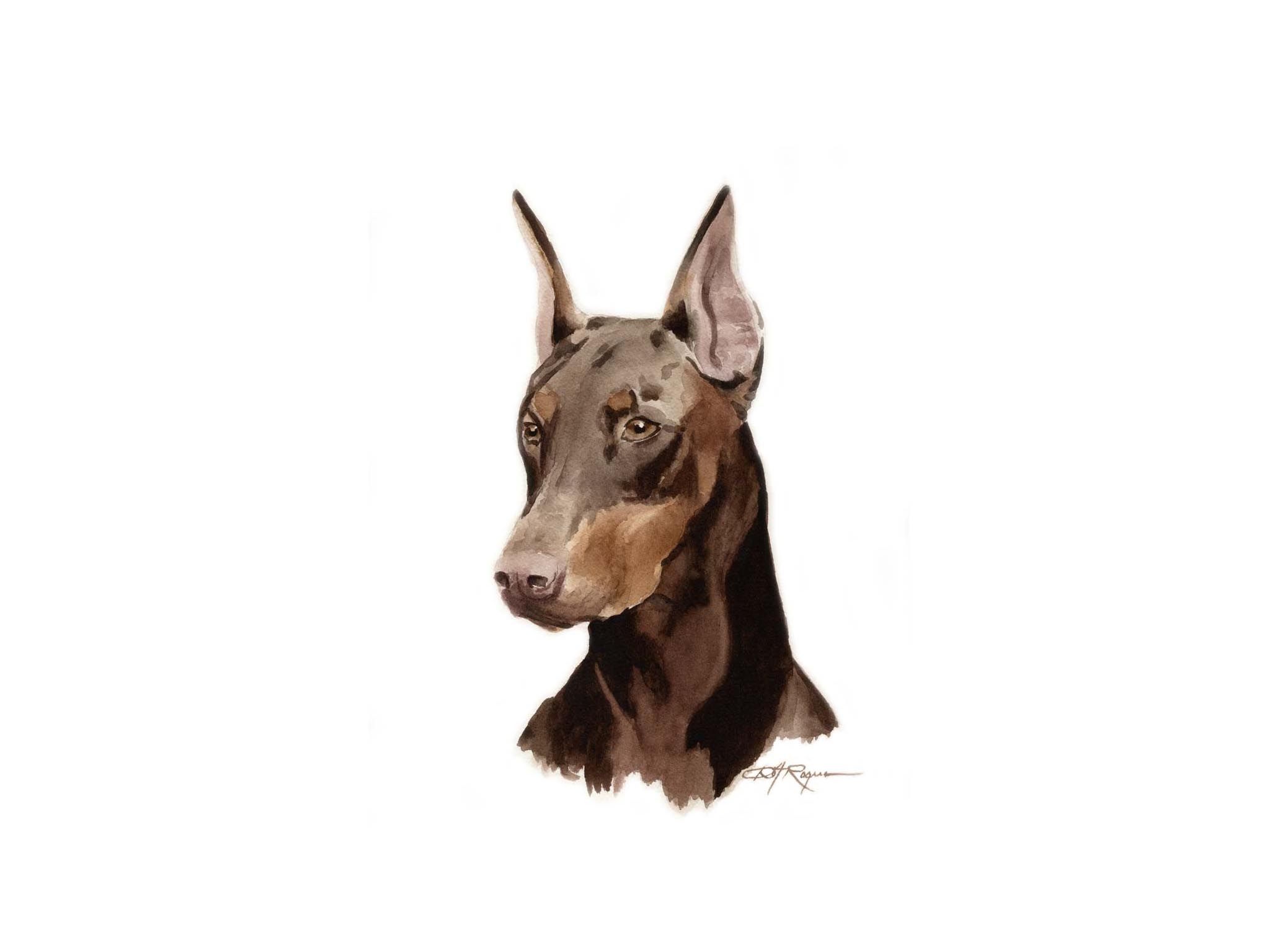 Doberman Pinscher Wallpaper HD Download. Dogs. Собачки