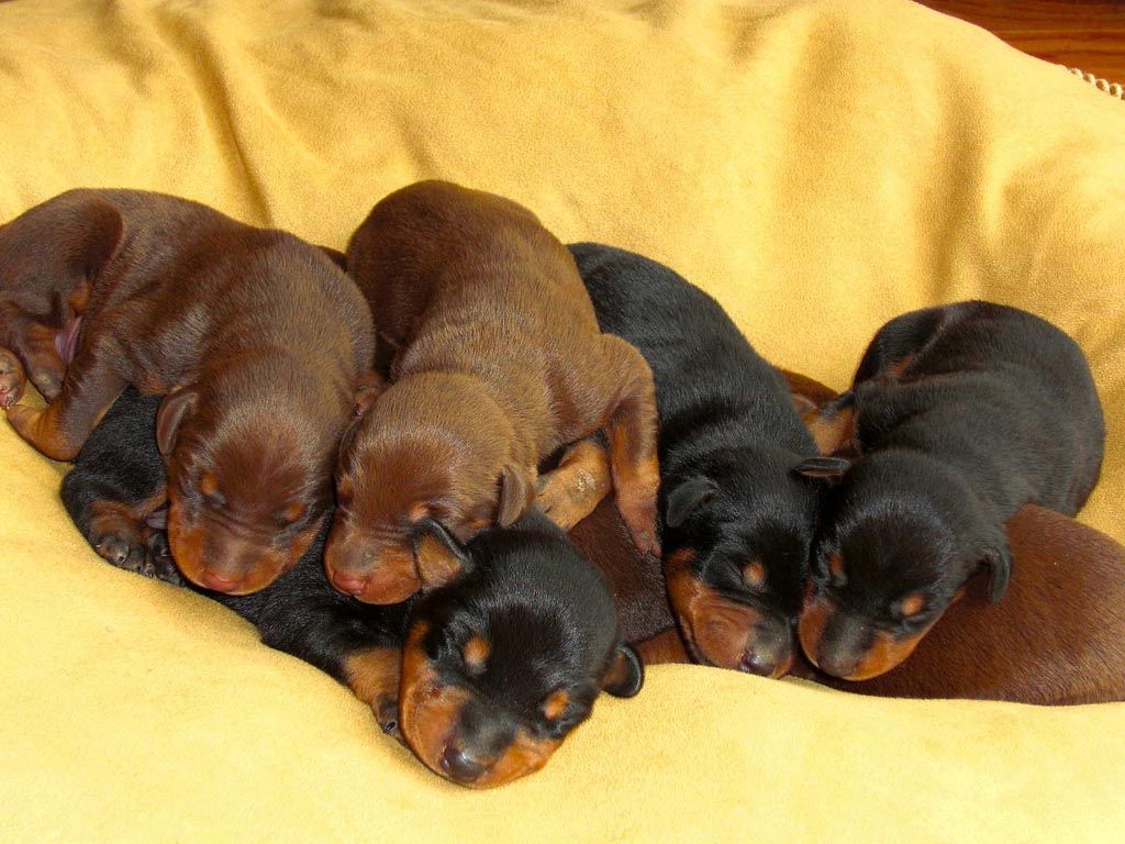 Red Doberman Pinscher Puppies. Doberman puppy, Doberman pinscher, Doberman pinscher puppy