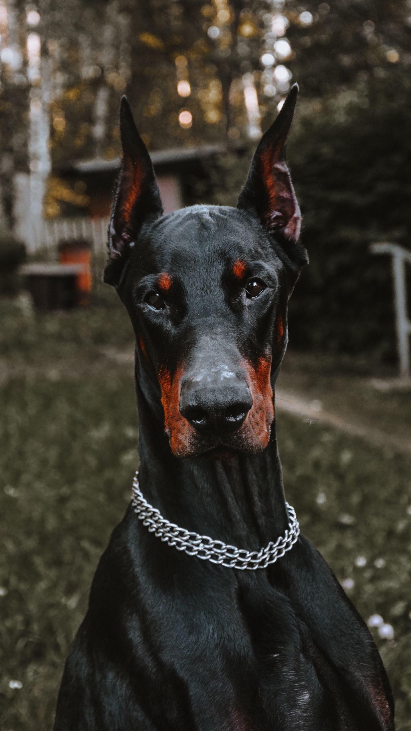 Download wallpaper 1440x2560 doberman, dog, black, pet, animal qhd samsung galaxy s6, s7, edge, note, lg g4 HD background