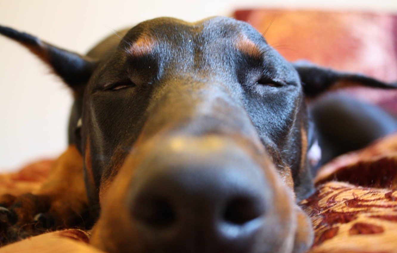 Wallpaper cute, sleep, doberman, pinscher image for desktop, section собаки