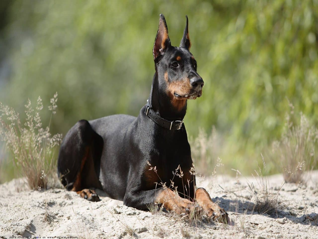 The Doberman Pinscher Is an Intelligent and Fearless Guardian