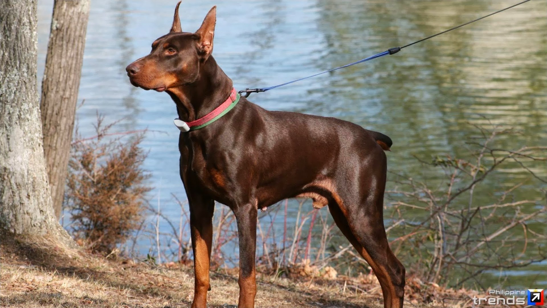 doberman, Pinscher, Dog, Dogs Wallpaper HD / Desktop and Mobile Background