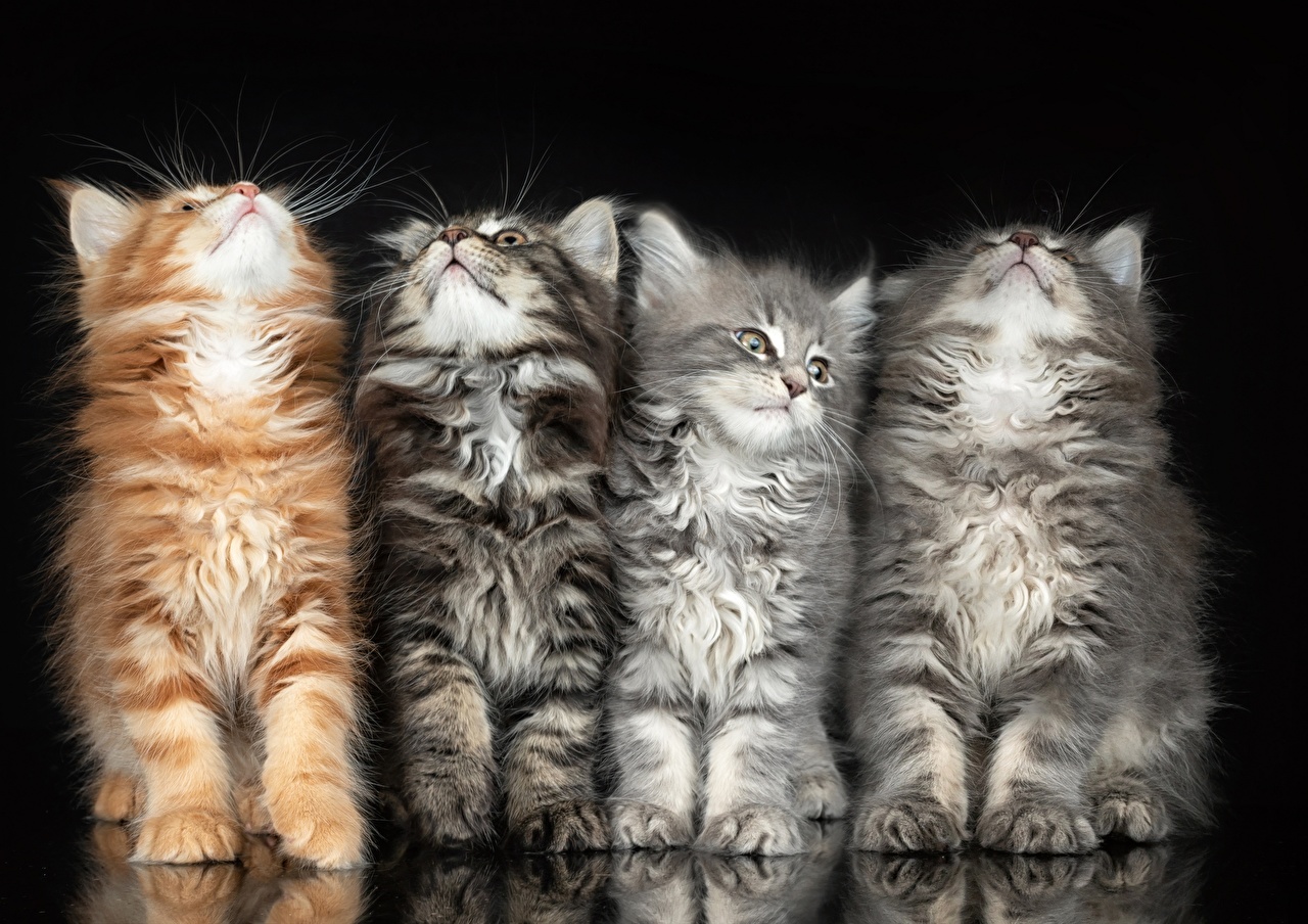 Desktop Wallpaper Cats Four 4 Fluffy Animals Black background