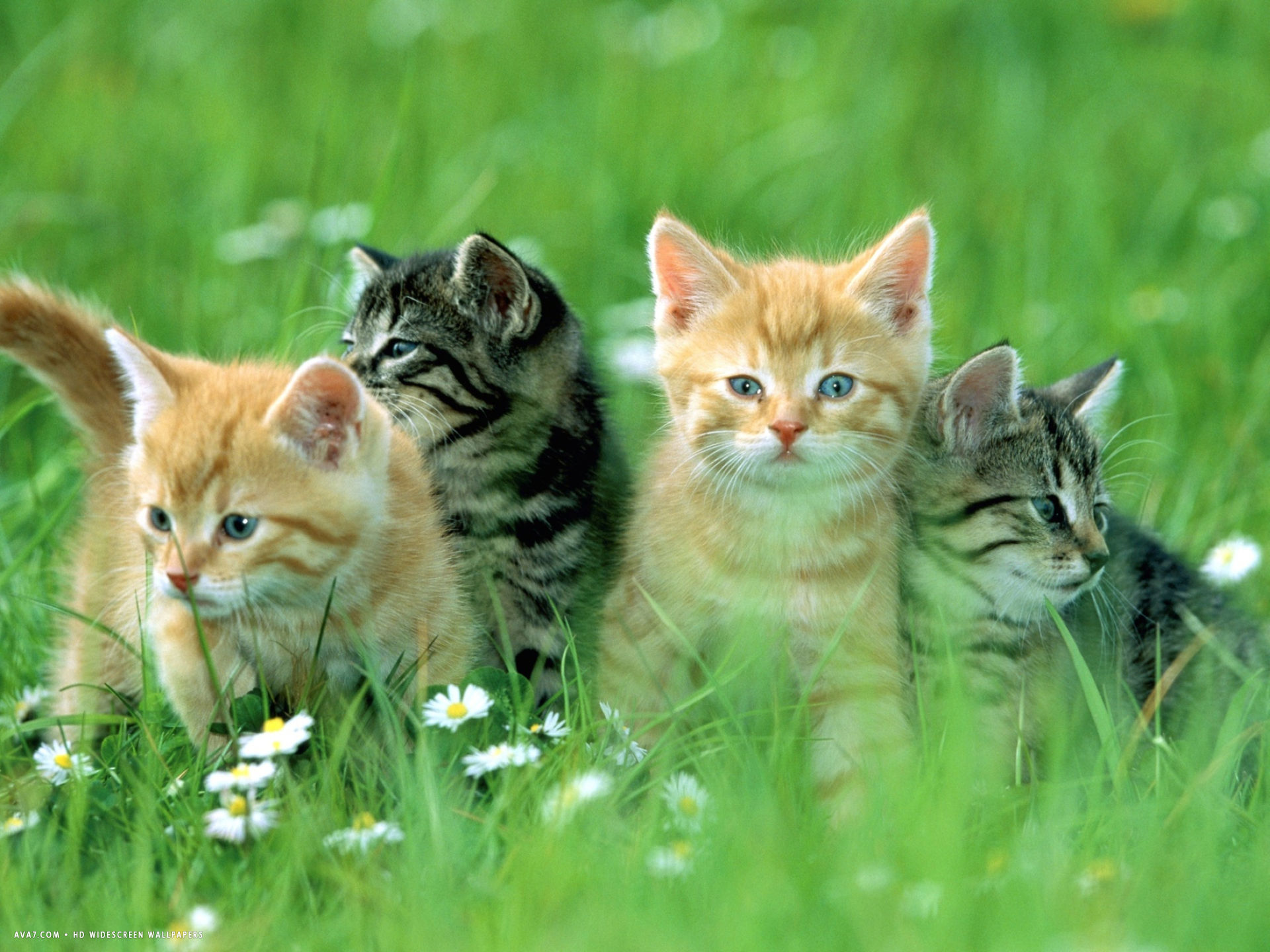 Four Cats Wallpapers - Wallpaper Cave