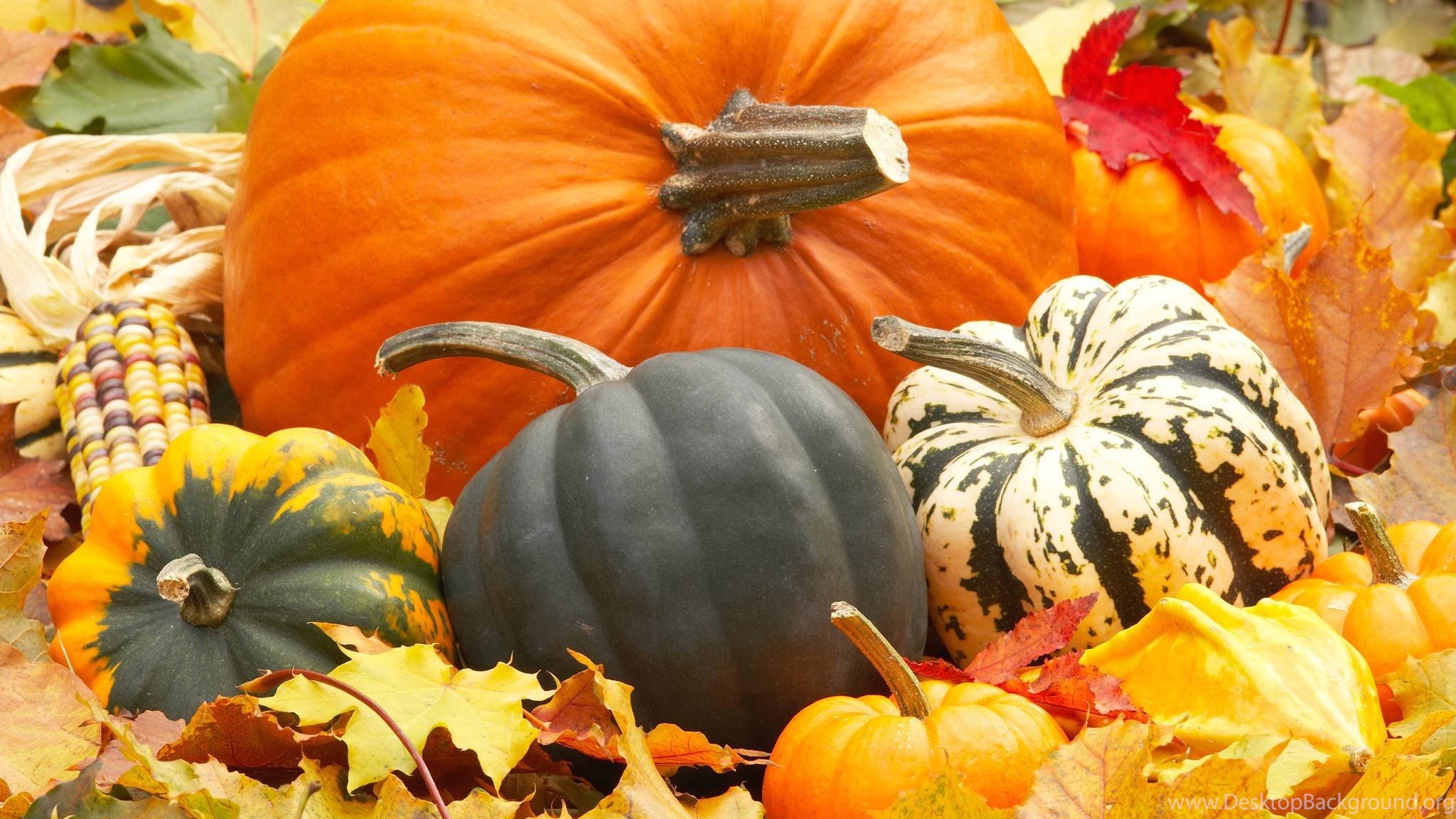 Fall Leaves And Pumpkin Wallpaper Desktop Background