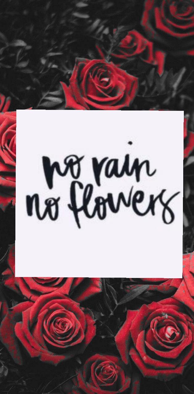 No rain no flowers wallpaper
