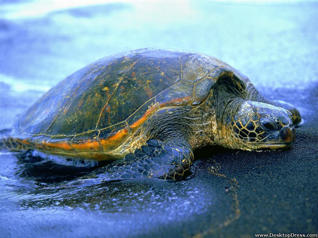 Desktop Wallpaper Animals Background A 04 Hawaiian Sea Turtle