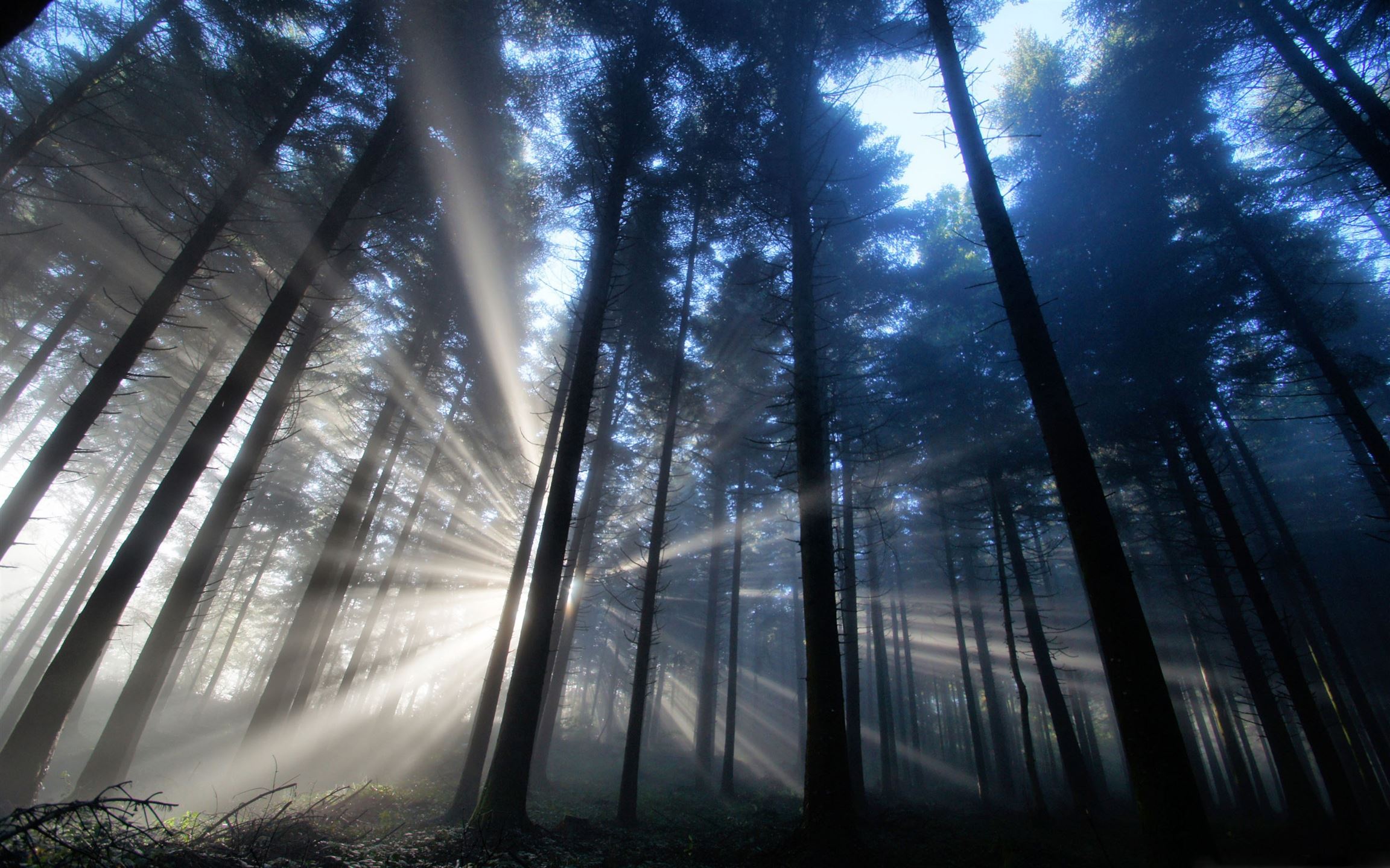 Forest Light Rays Mac Wallpaper Download