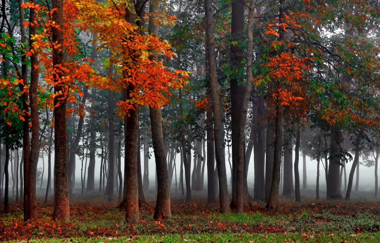 Wallpaper forest, autumn, mist image for desktop, section природа