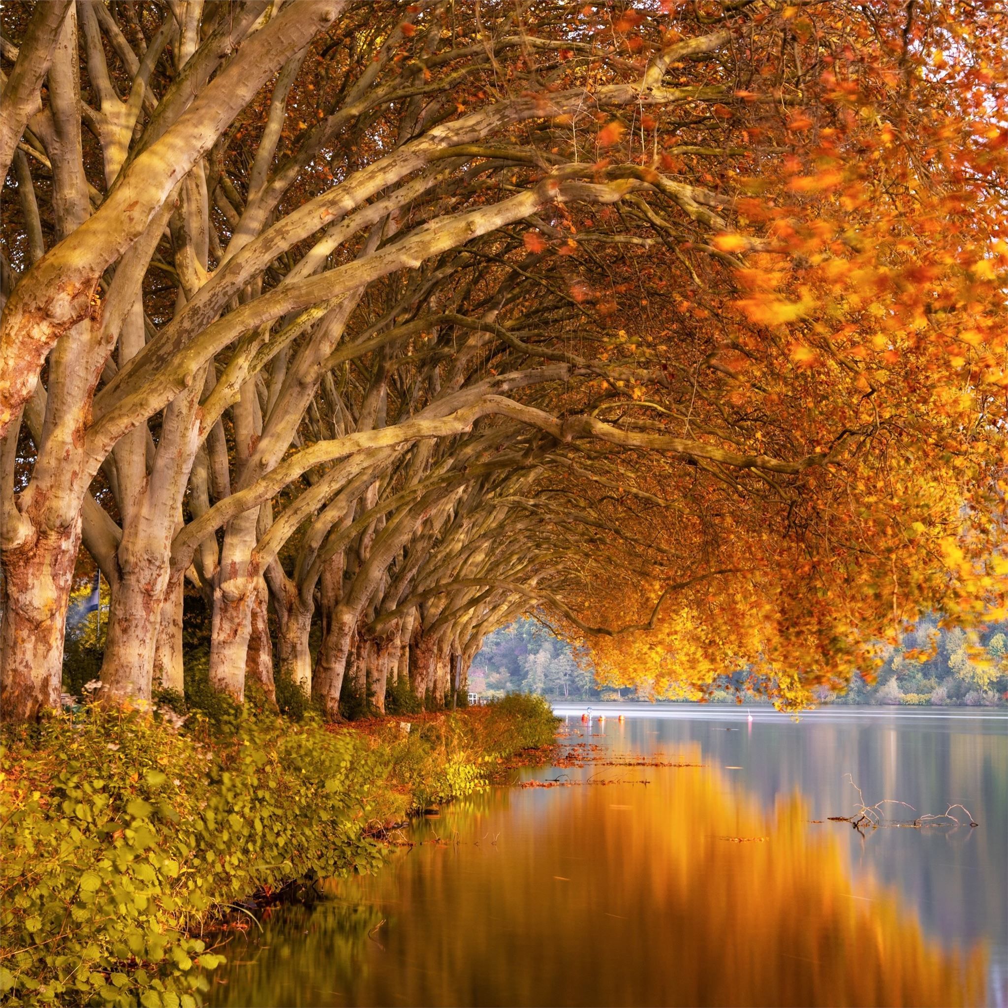 autumn trees orange lake 5k #autumn #trees #nature #lake k k. Autumn trees, Landscape, Landscape picture