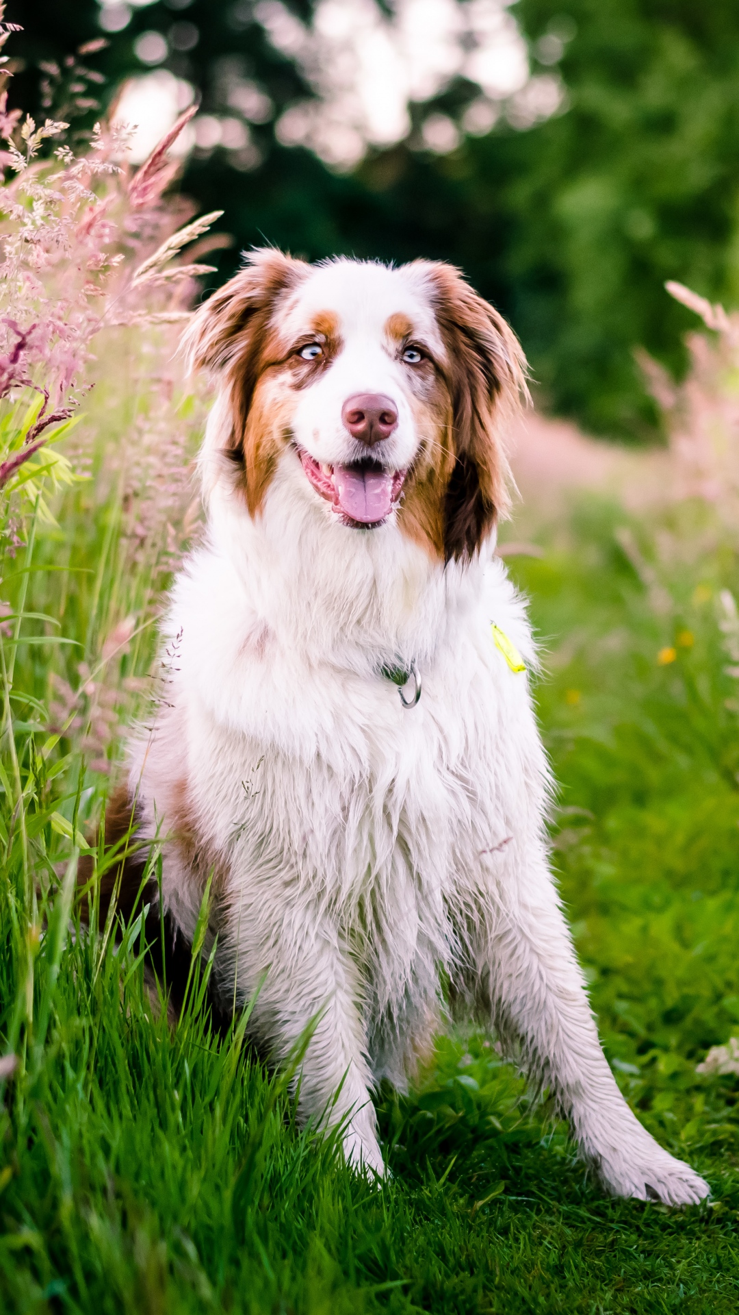 Australian Shepherd Wallpaper iPhone