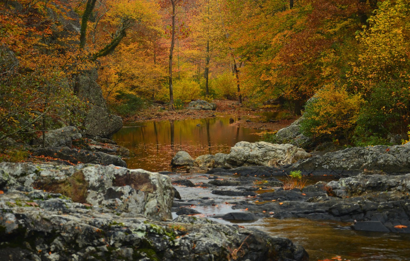 Wallpaper autumn, forest, trees, river, Arkansas, Arkansas, National wildlife refuge Ouachita, Ouachita National Forest image for desktop, section пейзажи