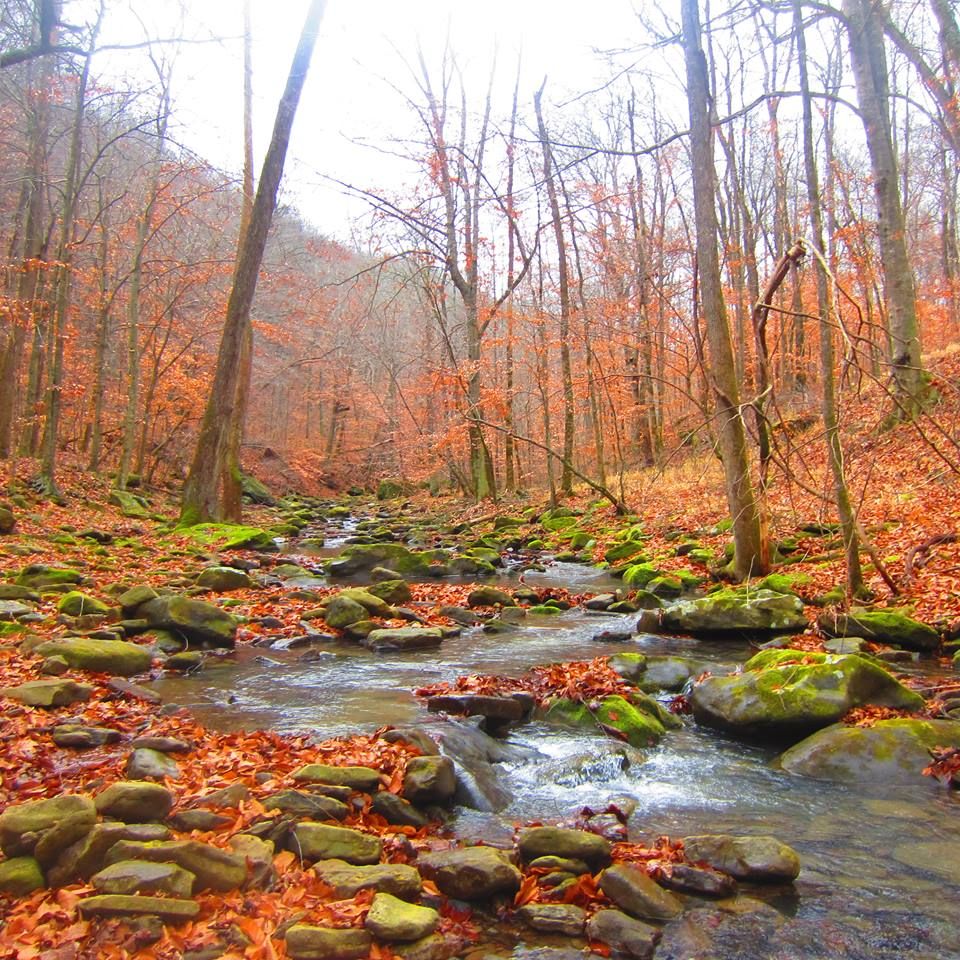 Autumn in the Ozarks ideas. ozarks, scenery, nature