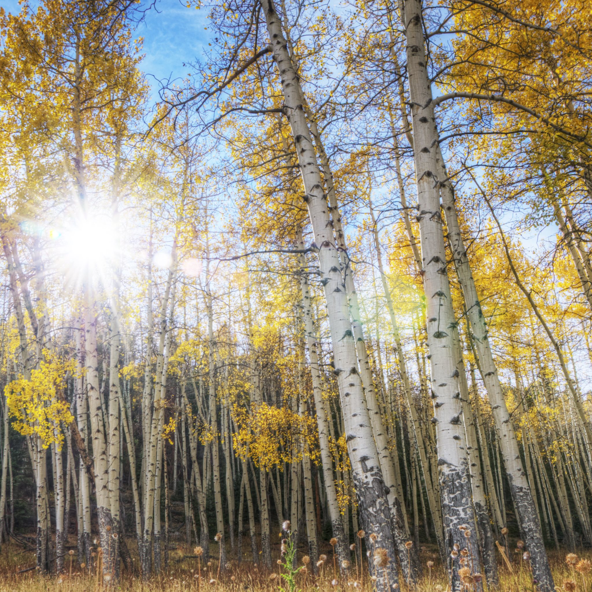 Autumn Fall Wallpaper HD Wallpaper HD Wallpaper