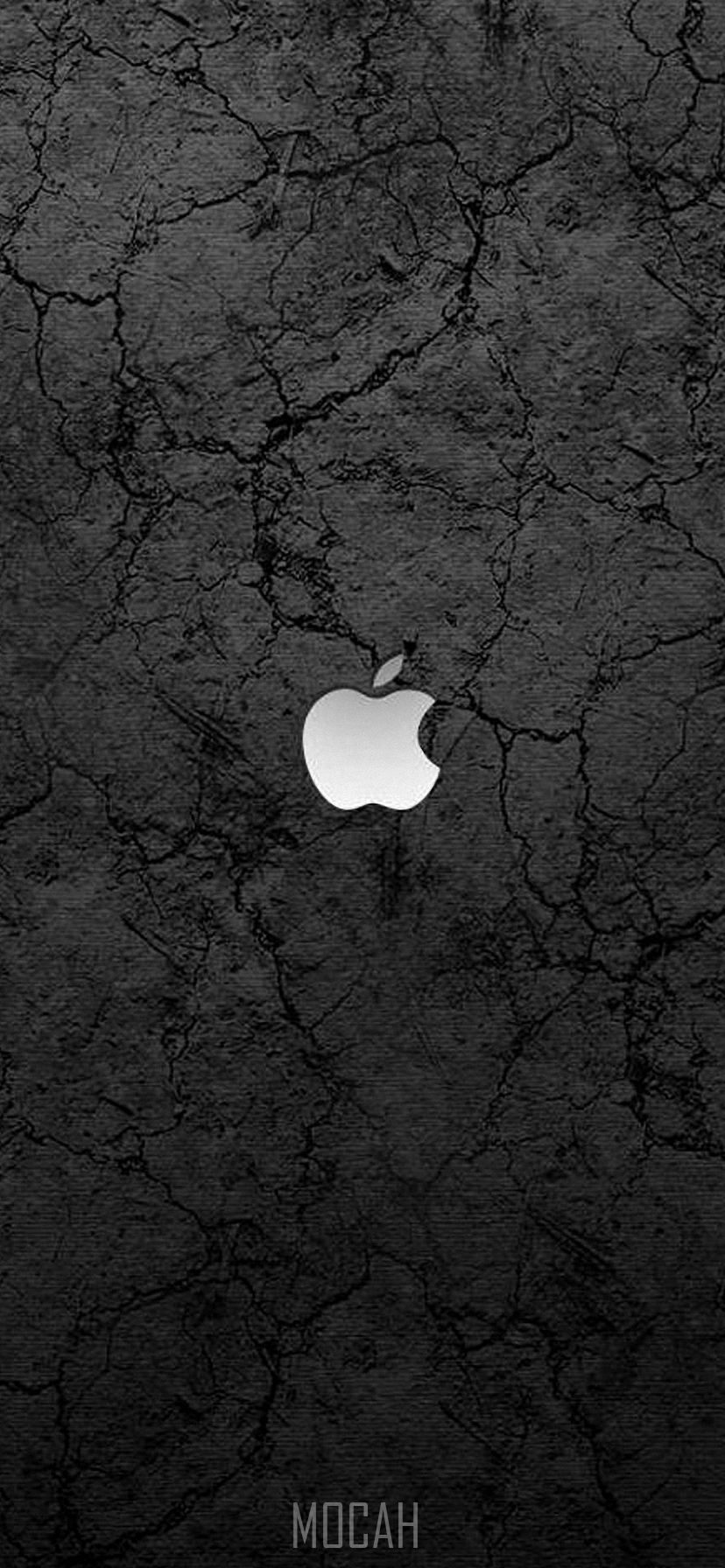 Apple, Black, Light, Tree, Darkness, Apple iPhone XR wallpaper free download, 828x1792 HD Wallpaper