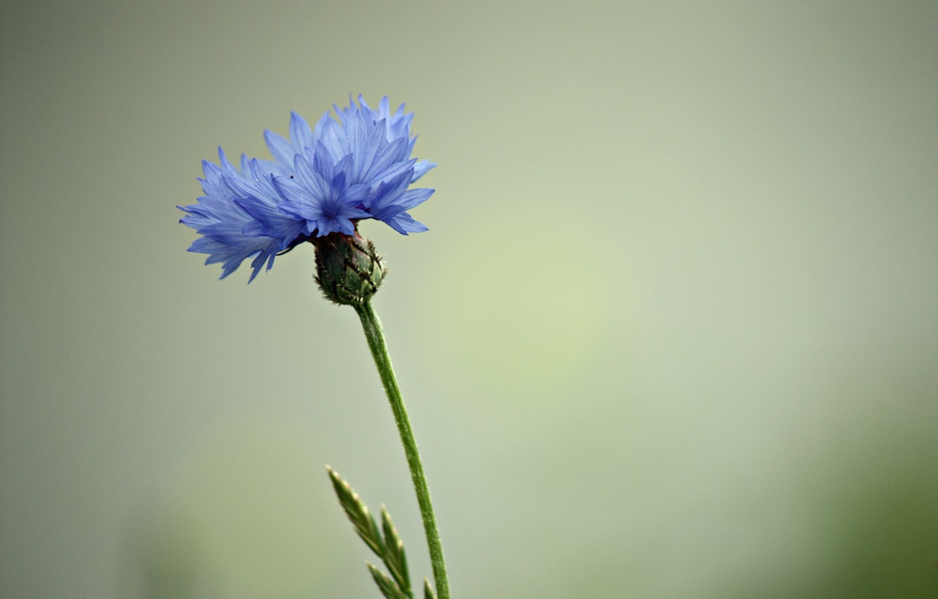 Cornflower Wallpapers - Wallpaper Cave