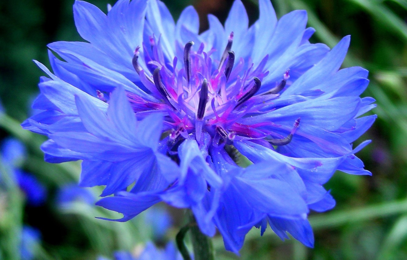 Cornflower Wallpapers - Wallpaper Cave