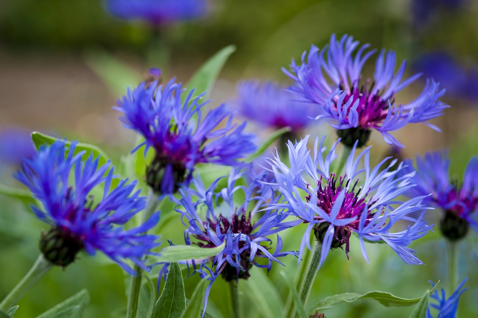 Cornflower Wallpapers - Wallpaper Cave