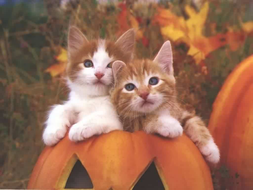 Beautiful Cat Wallpaper: Cute Halloween Cat Pumpkin HD wallpaper