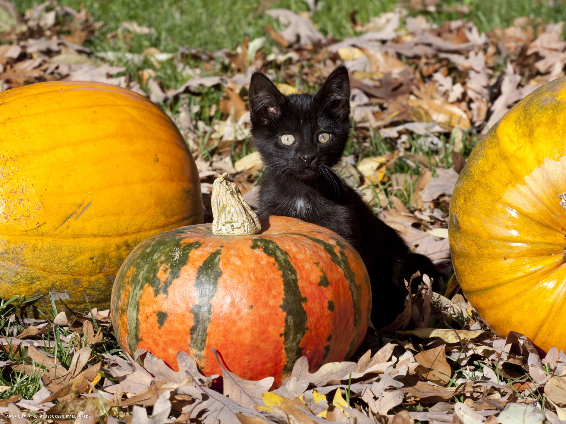 Pumpkin Cat Wallpapers - Wallpaper Cave