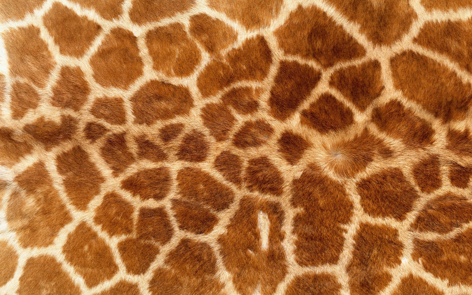 Giraffe Print Wallpaper HD
