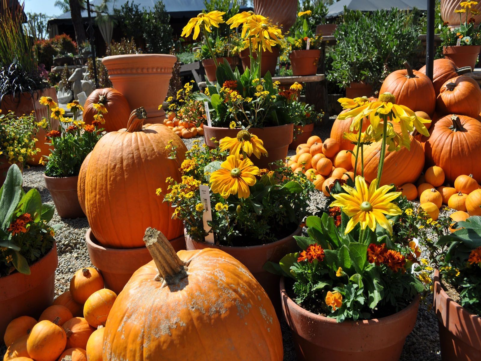 Pumpkins and Flowers Wallpaper Free Pumpkins and Flowers Background