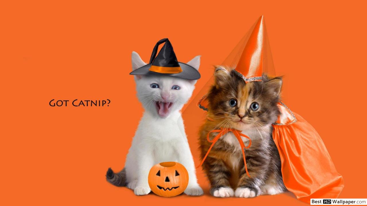 Cats Halloween masquerade HD wallpaper download