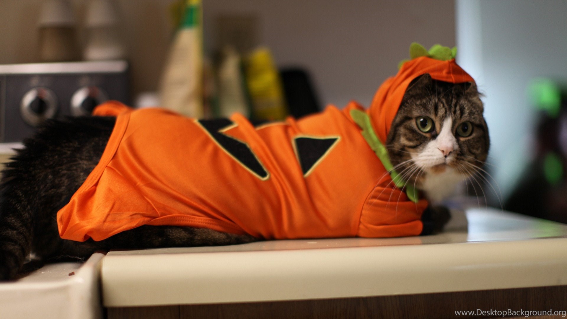Cats: Kitty Costume Halloween Kittens Cats Wonderful Great Cute. Desktop Background