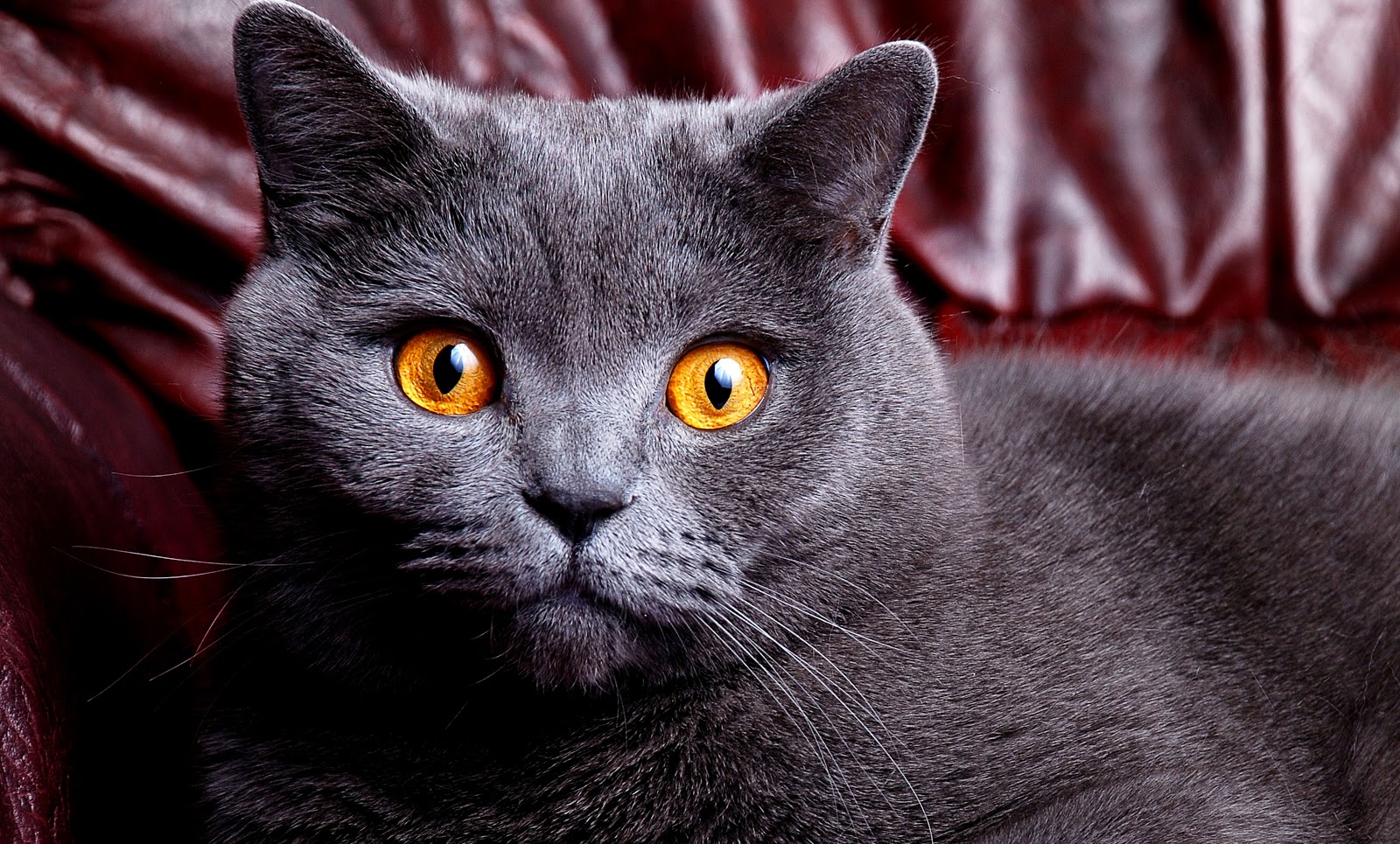 British Shorthair Cat Wallpaper
