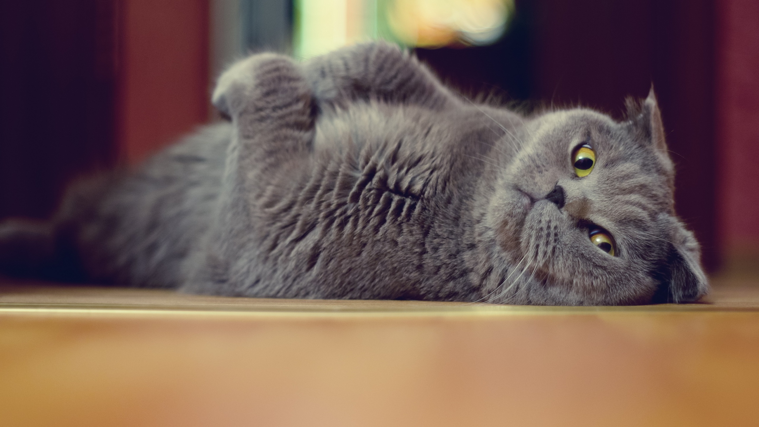 British Cat Wallpaper