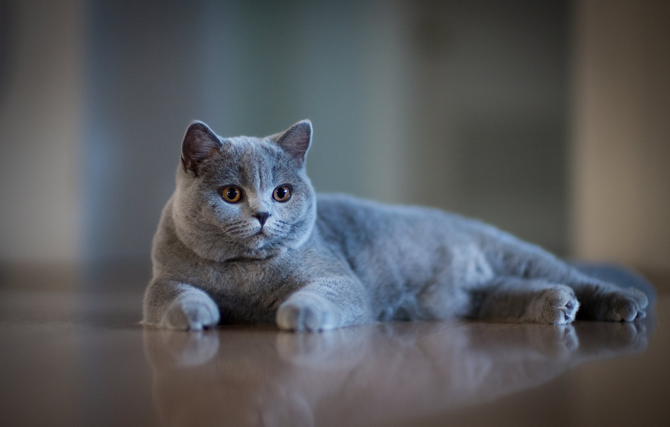 British Cat Wallpapers - Wallpaper Cave