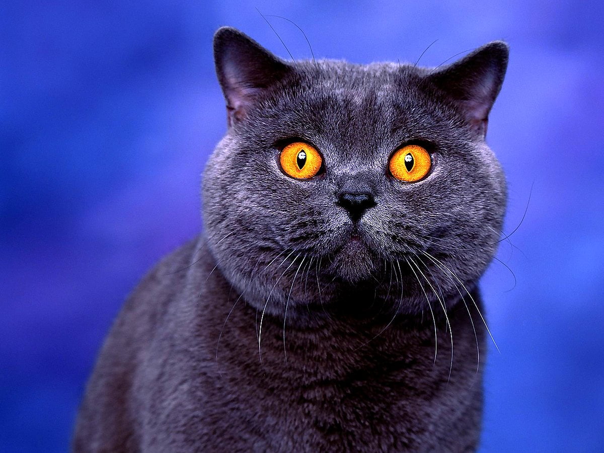 British Cat Wallpapers - Wallpaper Cave