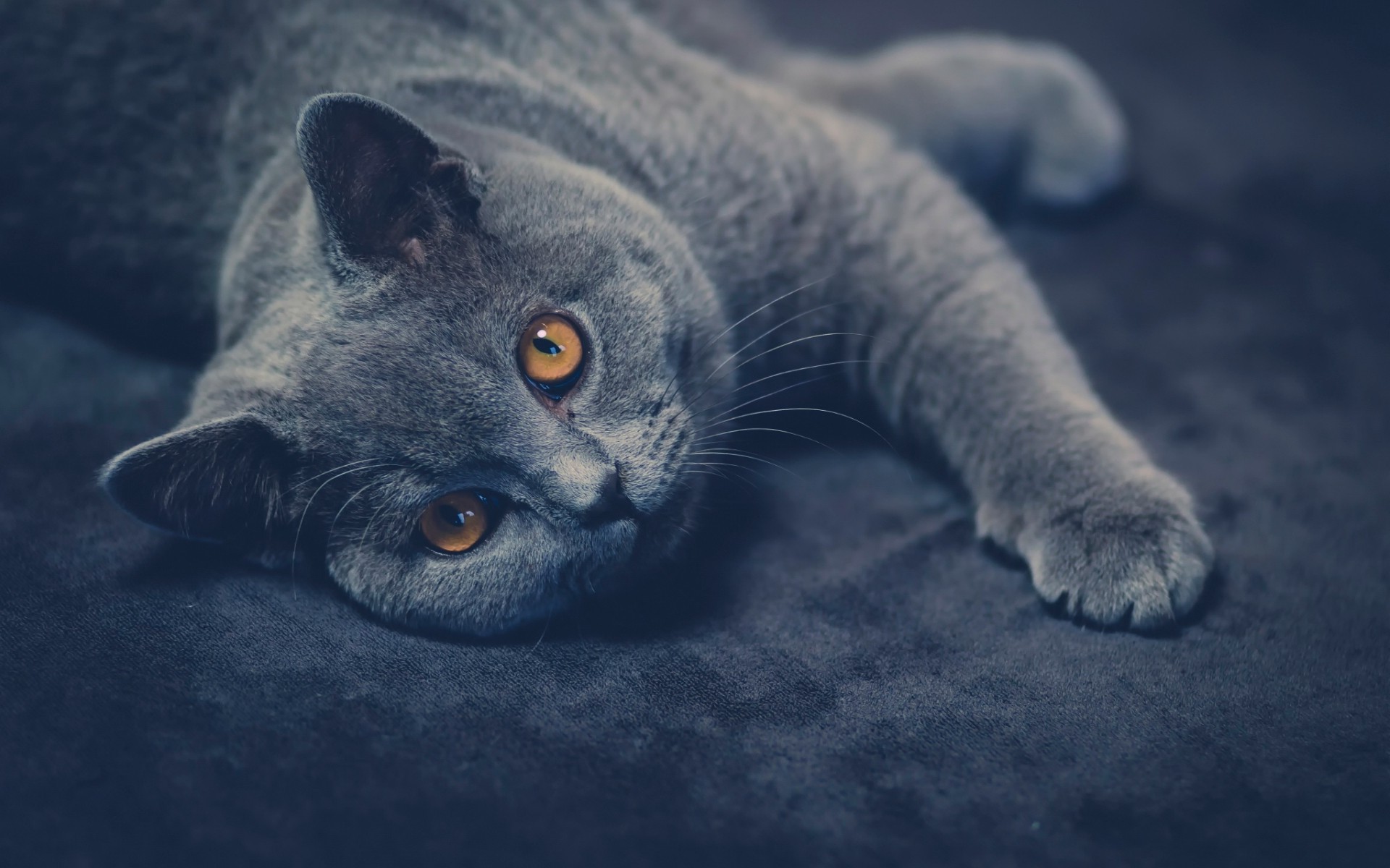 Wallpaper, animals, sky, whiskers, Russian Blue, British shorthair, 1920x1200 px, computer wallpaper, close up, cat like mammal, snout, small to medium sized cats, carnivoran, organism, domestic short haired cat, chartreux, korat