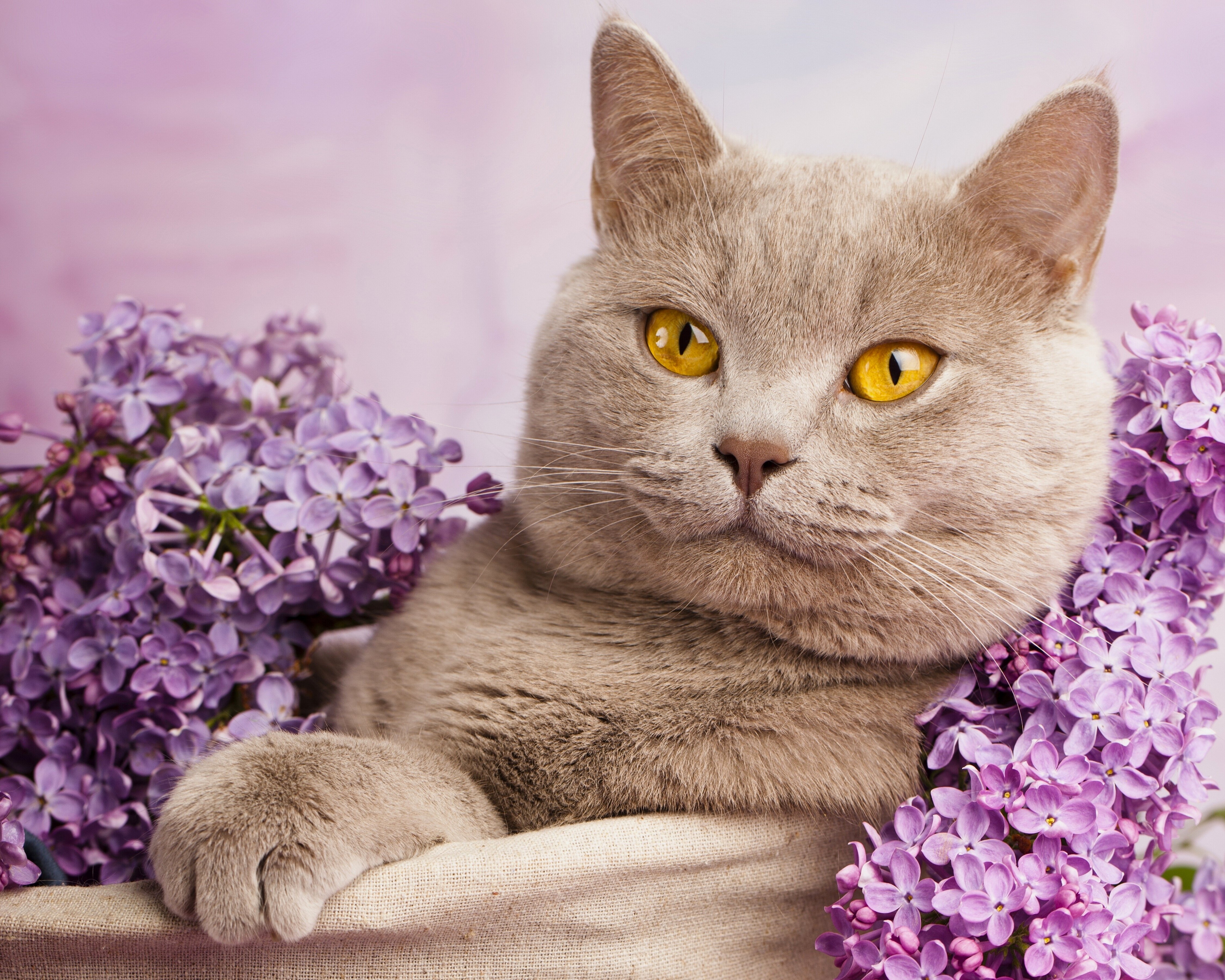 British Shorthair cat cat lilac portrait wallpaperx3600