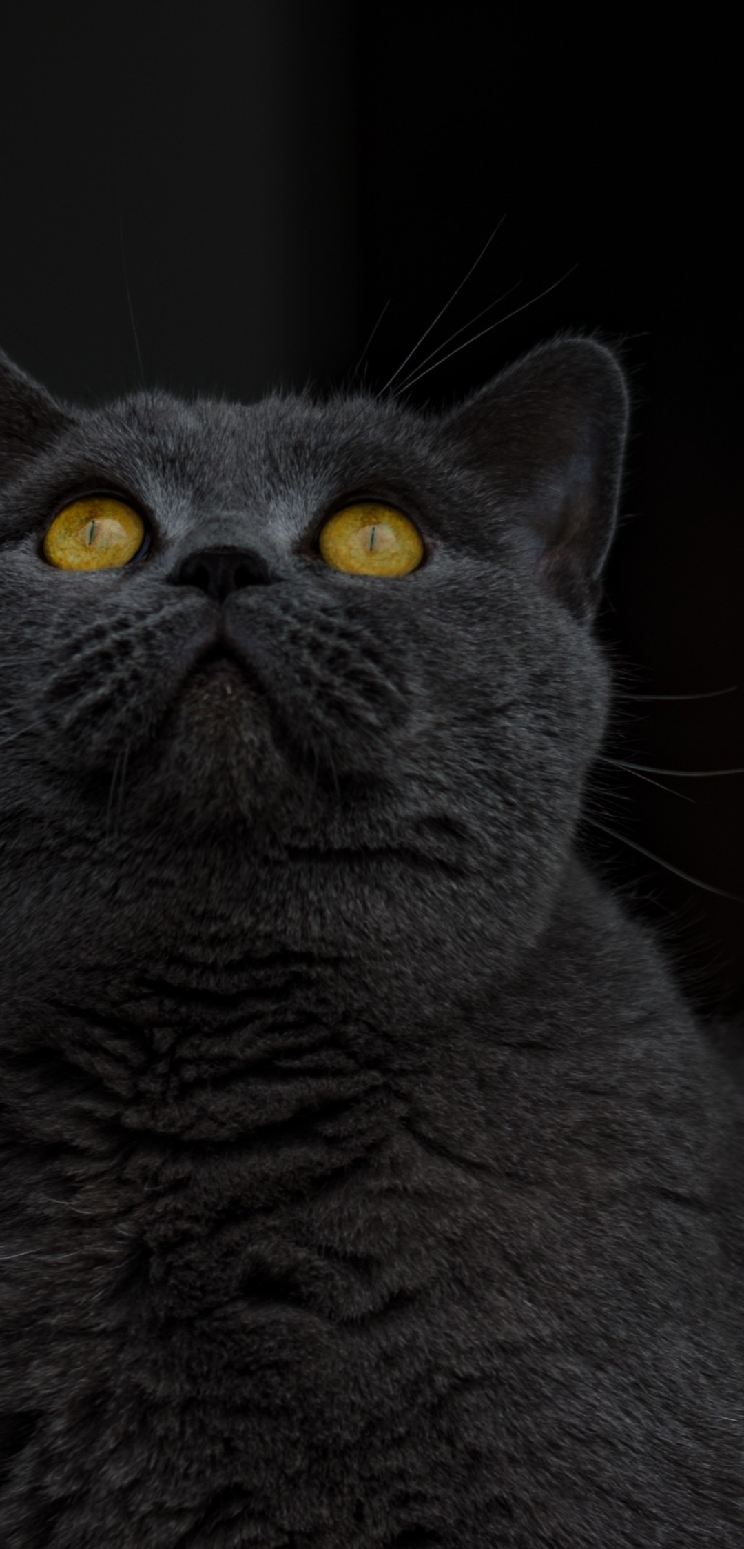British Cat Wallpapers - Wallpaper Cave