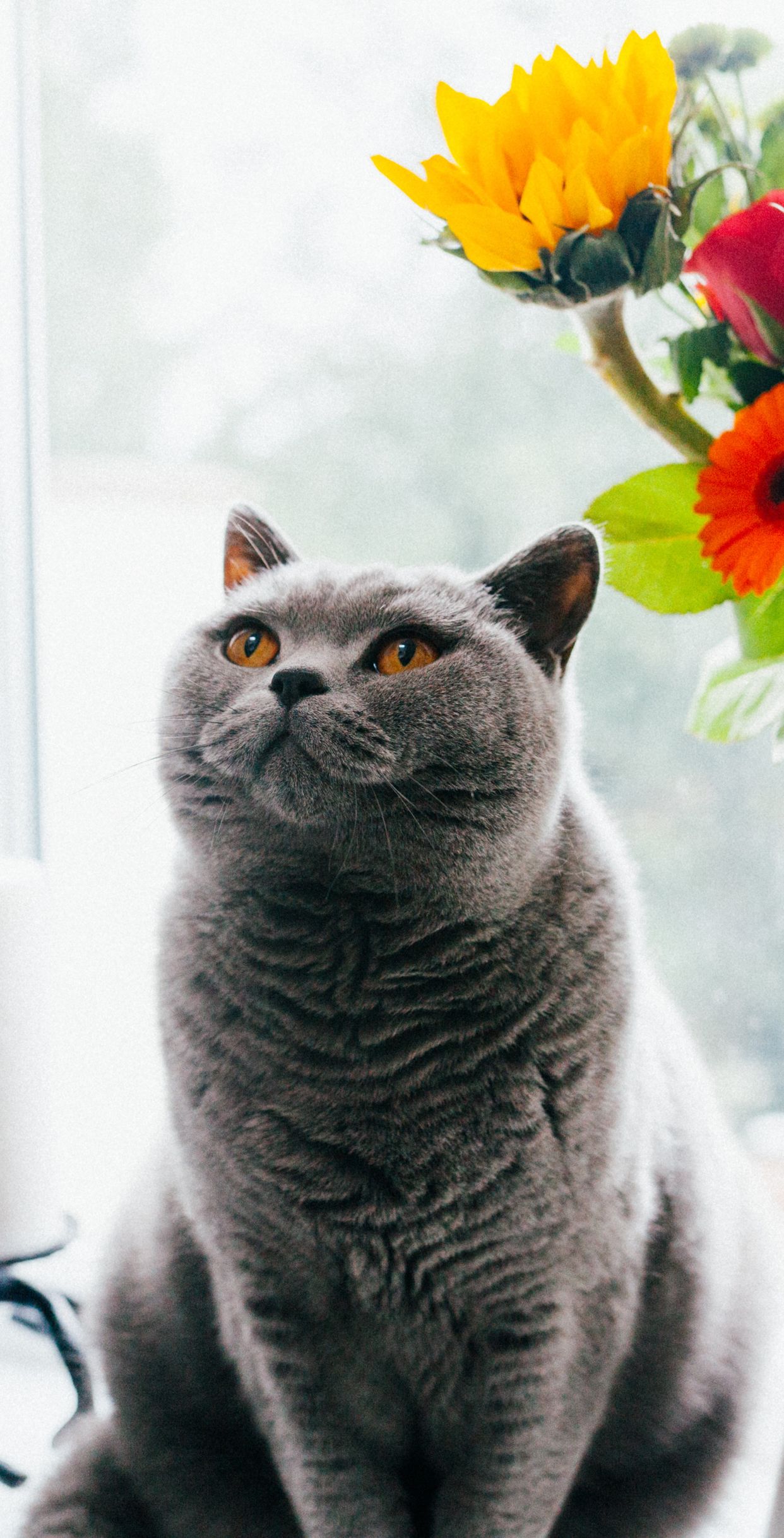 British Cat Wallpapers - Wallpaper Cave