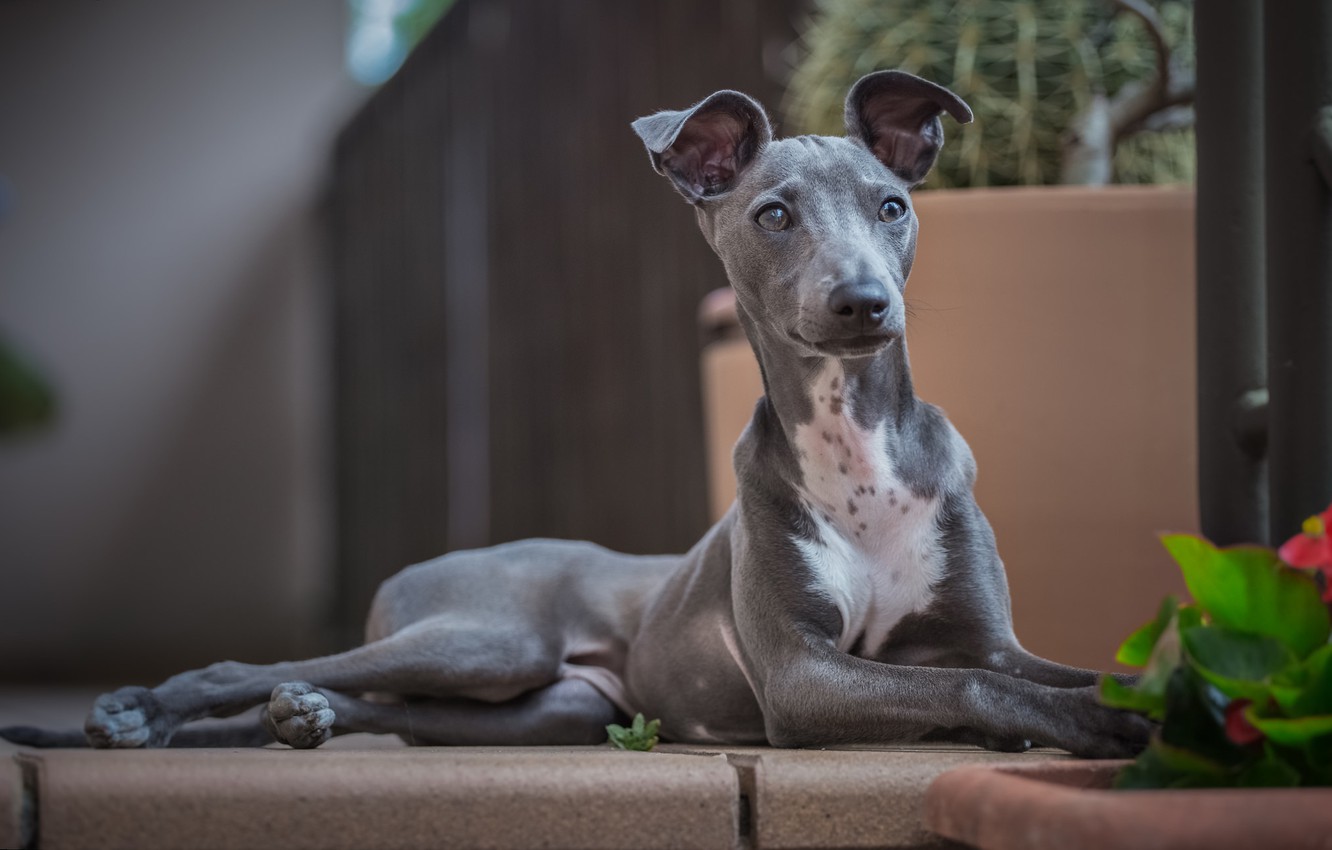 Wallpaper look, dog, Italian Greyhound image for desktop, section собаки