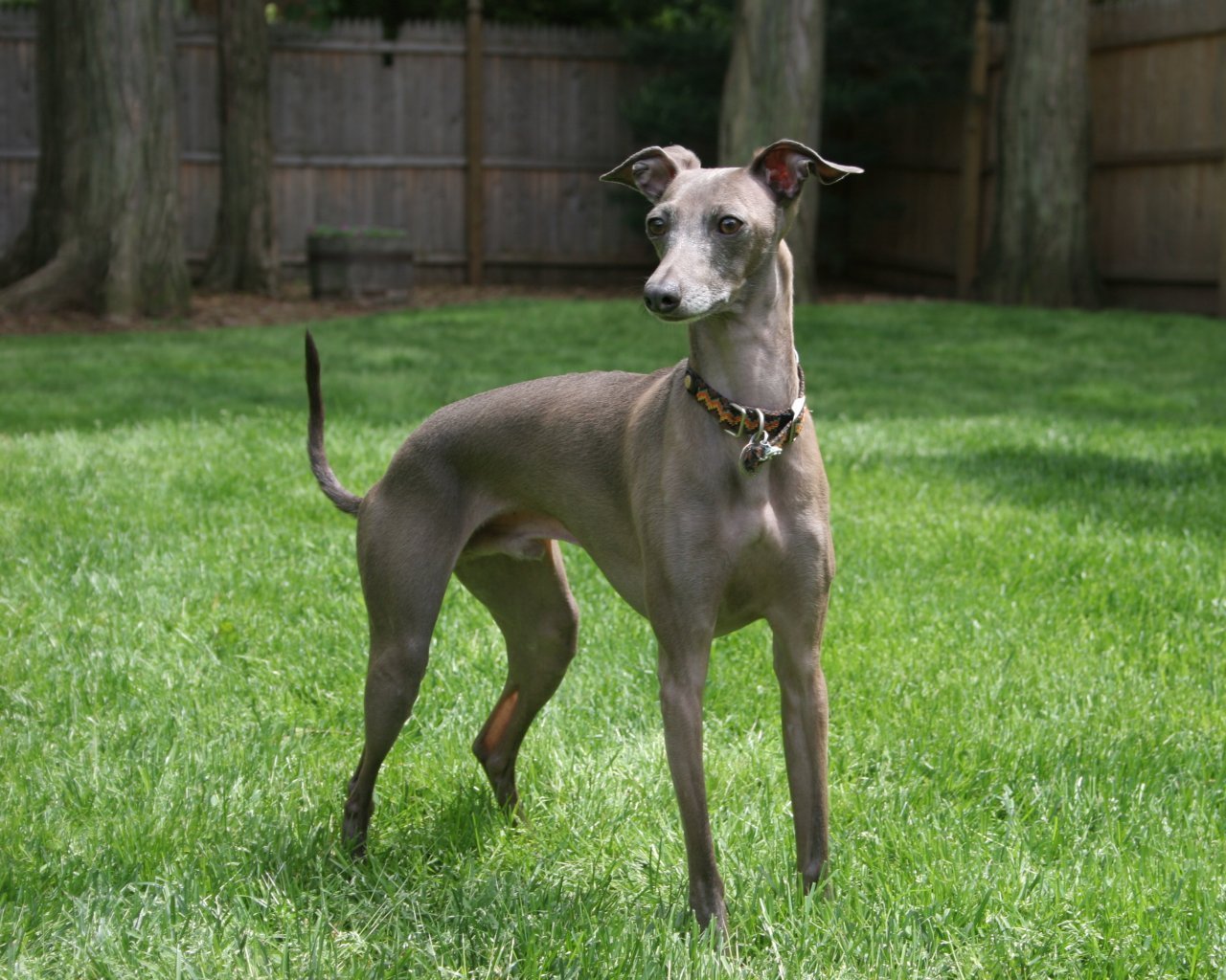 Italian Greyhound