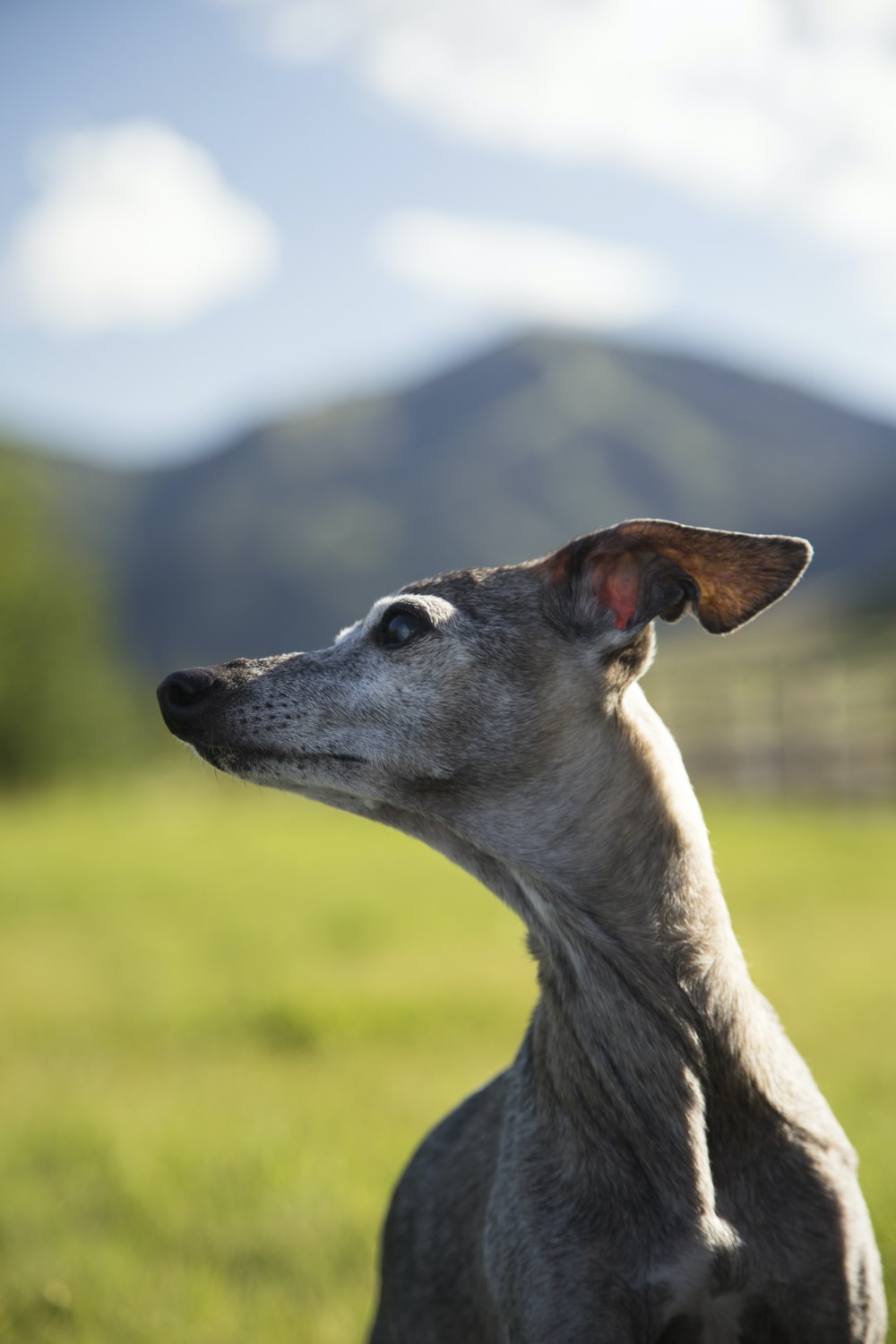 Italian Greyhound Wallpapers - Wallpaper Cave