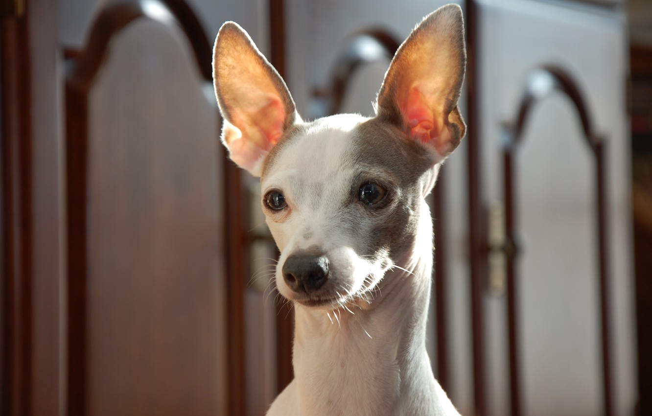 Wallpaper look, ears, face, dog, Italian Greyhound image for desktop, section собаки