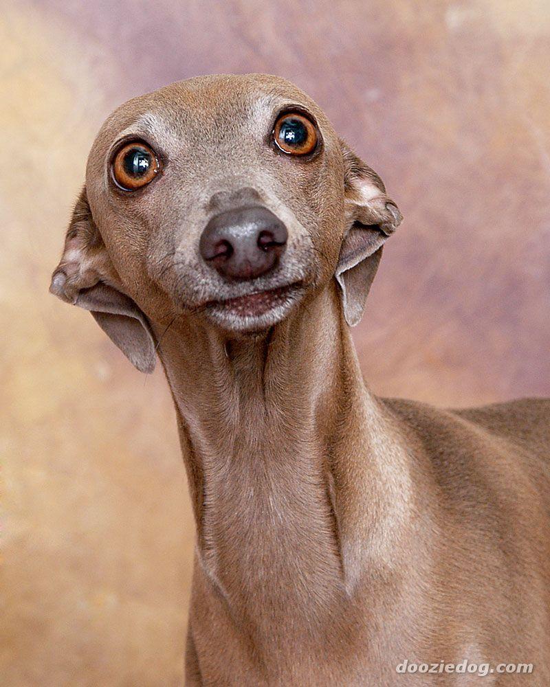 Italian Greyhound Wallpaper HD Download