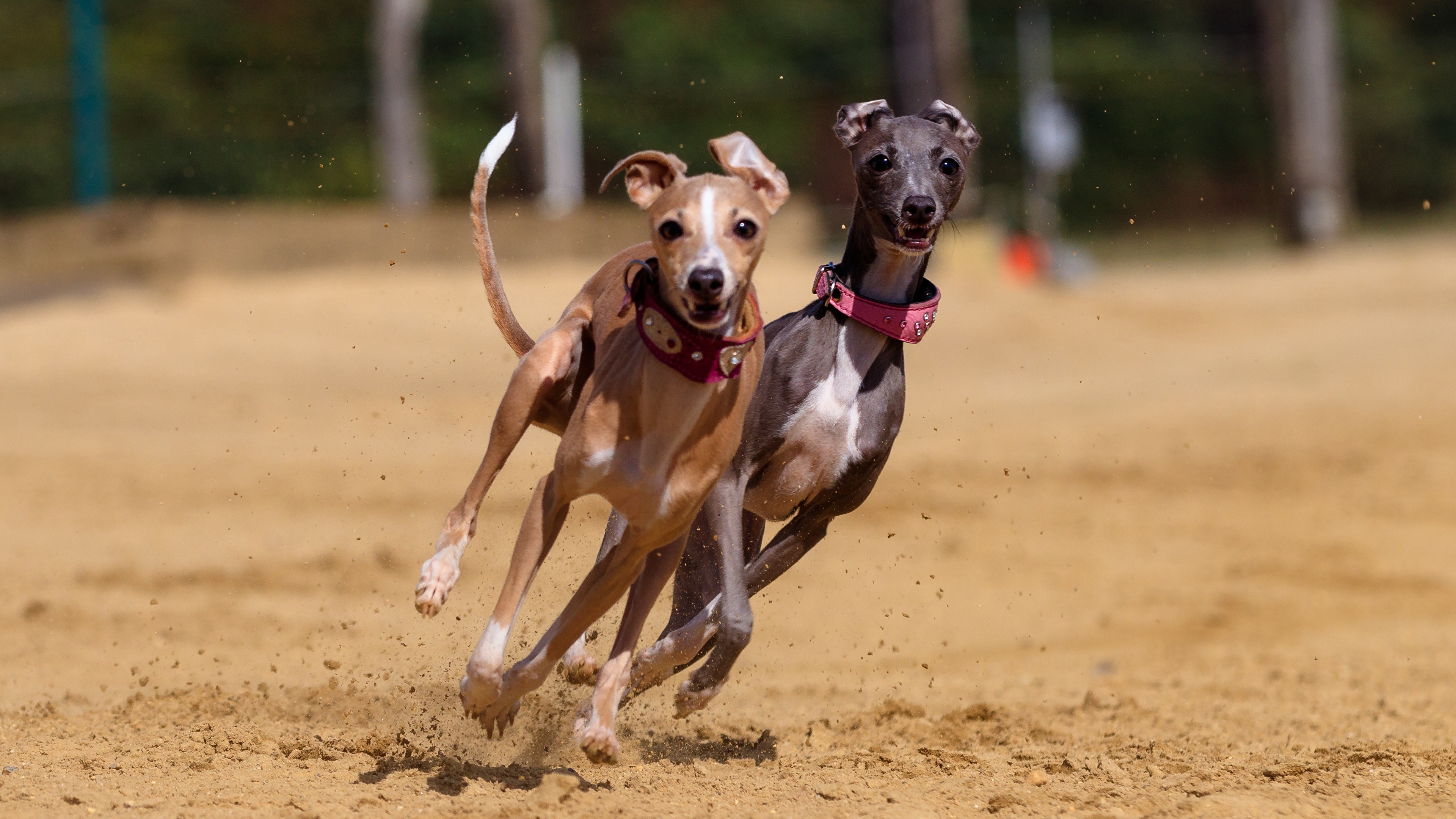 Wallpaper Greyhound Dogs Run Two Sand Animals 3840x2160