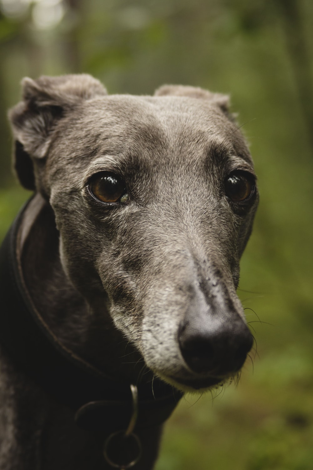 Italian Greyhound Picture. Download Free Image