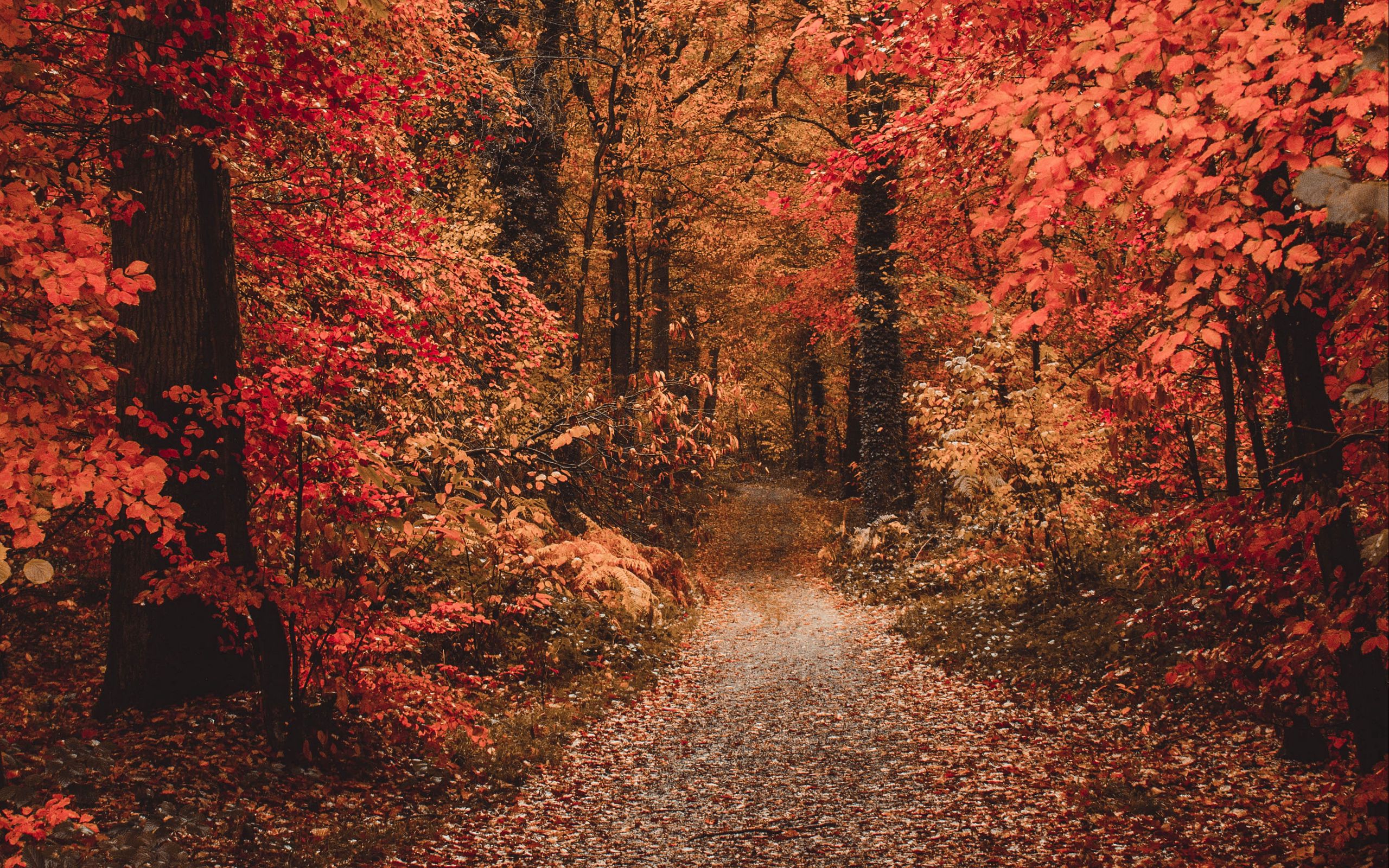 Download wallpaper 2560x1600 autumn, forest, path, foliage, trees, autumn colors widescreen 16:10 HD background