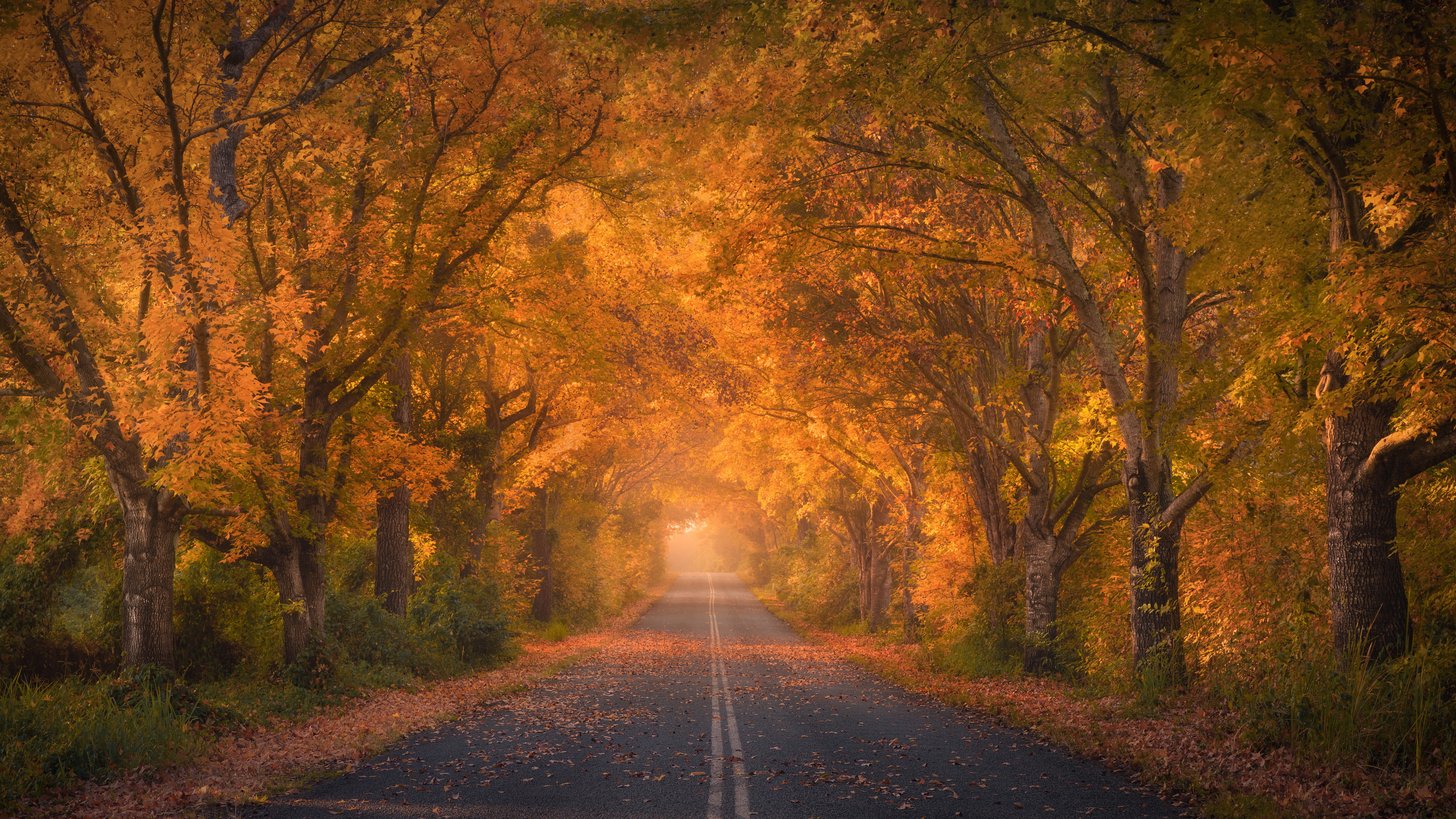 Autumn trees Wallpaper 4K, Road, Autumn colors, Fall Foliage, Tarmac, 5K, Nature
