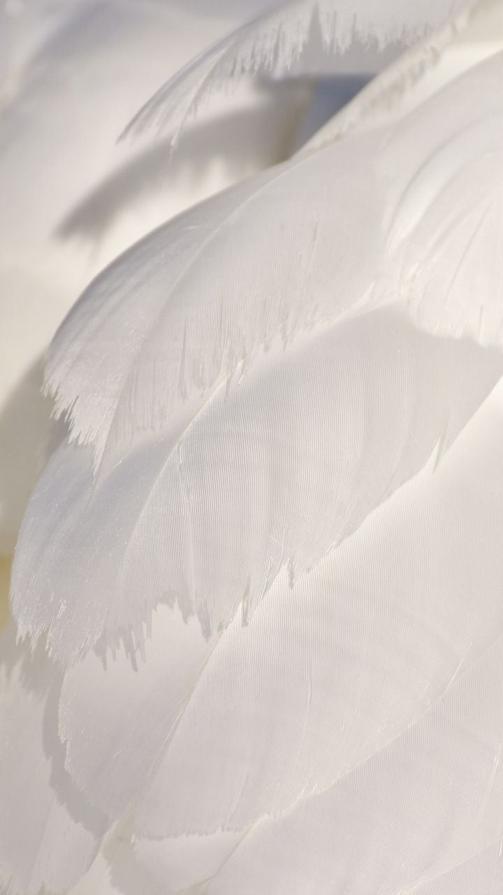 White feathers, swan, close up, 720x1280 wallpaper. White feathers, White aesthetic, White wallpaper