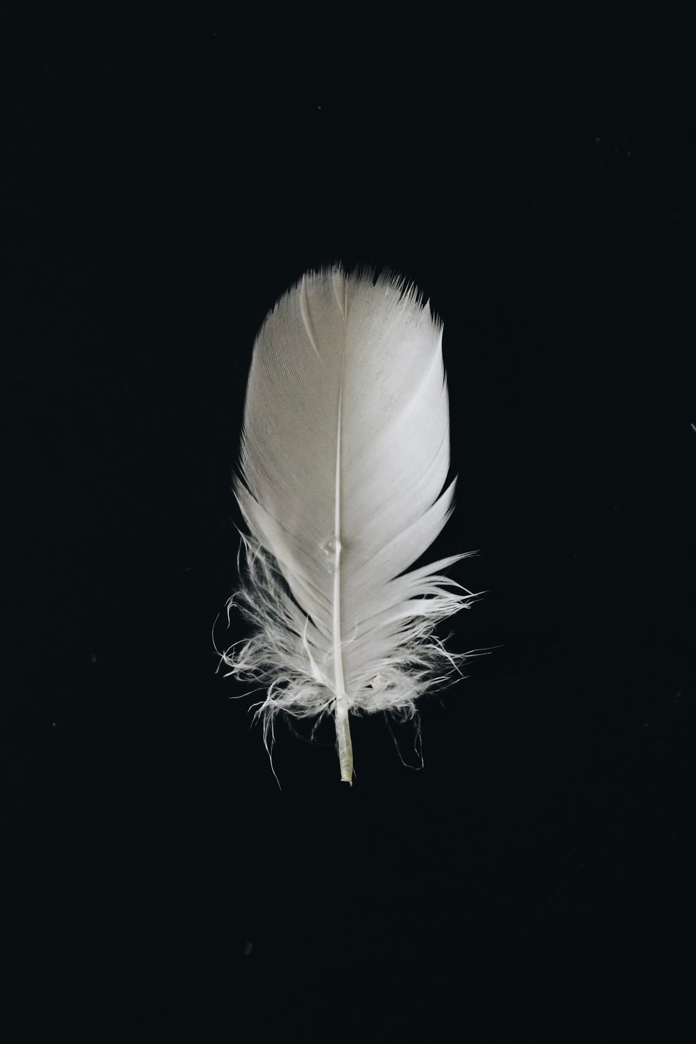 White Feather Picture. Download Free Image