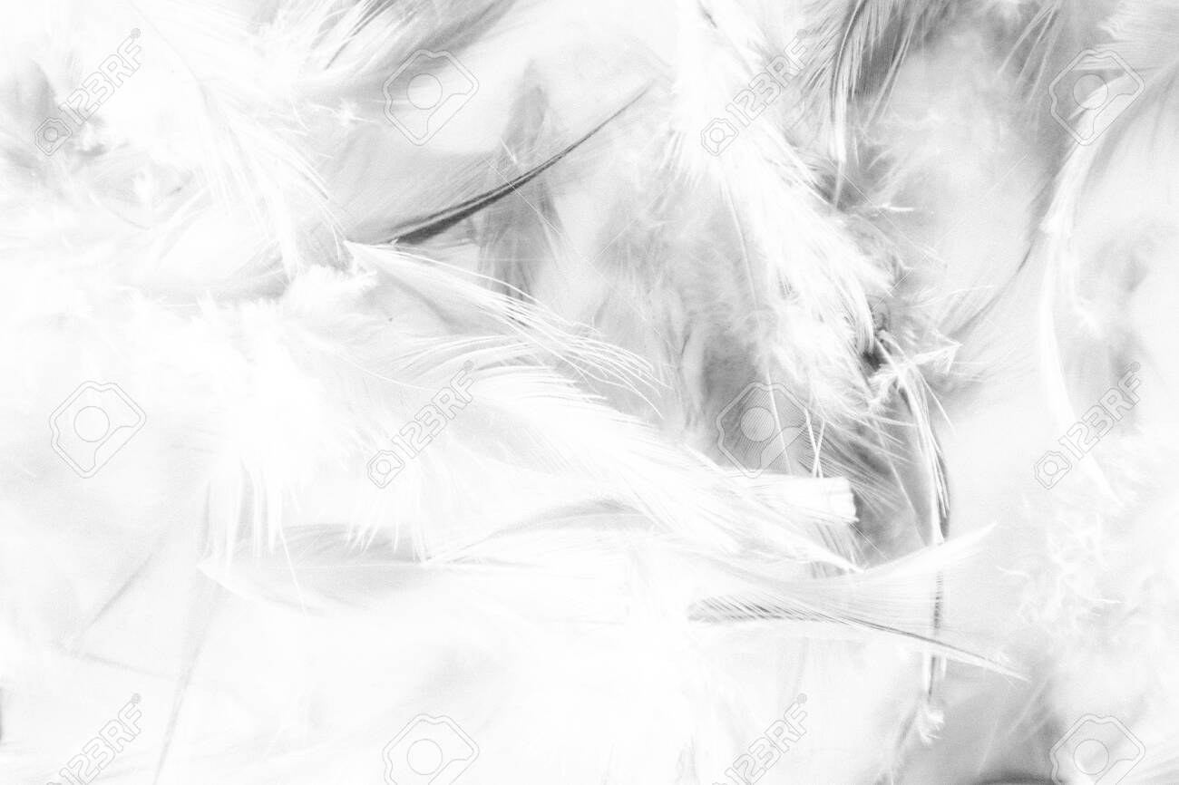 Black and White Feather Wallpaper Free Black and White Feather Background