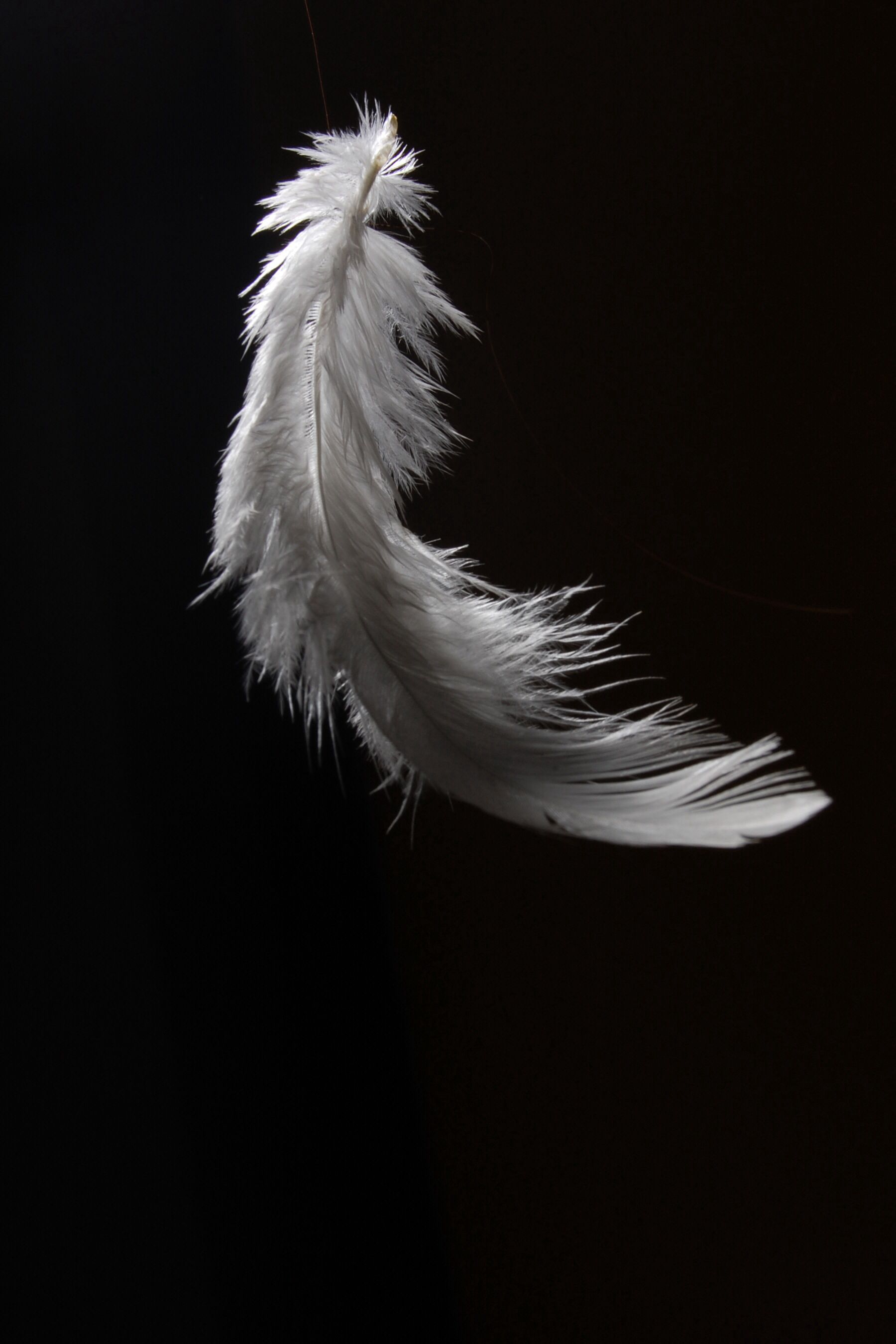 Falling feather iPhone wallpaper. Feather wallpaper, Feather photography, Feather